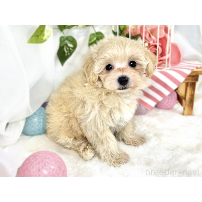 成約済の滋賀県のマルプー:マルチーズ×トイプードル-411743の2枚目